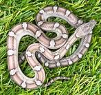 Korenslang 3 maand oud, soort: Pewter, Dieren en Toebehoren, Reptielen en Amfibieën, Slang, Tam, 0 tot 2 jaar