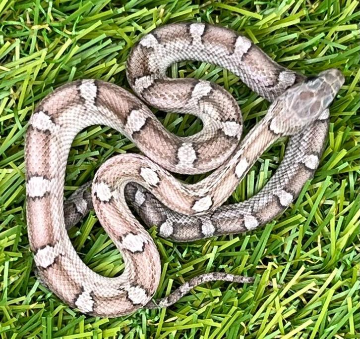 Korenslang 3 maand oud, soort: Pewter, Dieren en Toebehoren, Reptielen en Amfibieën, Slang, 0 tot 2 jaar, Tam