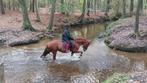 Merrie te koop, Dieren en Toebehoren, Merrie, E pony (1.48m - 1.57m), Gechipt, 7 tot 10 jaar