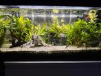 Aquarium met vissen, Ophalen, Gebruikt, Gevuld zoetwateraquarium