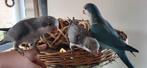 Conure souris apprivoisés, Dieren en Toebehoren, Vogels | Parkieten en Papegaaien