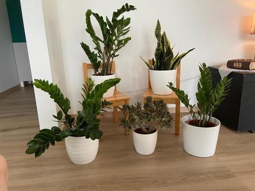 5 planten met witte pot Cotyledon, Zamioculcas, Sanseveria, Huis en Inrichting, Kamerplanten, Overige soorten, Minder dan 100 cm