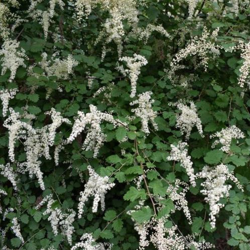 Holodiscus discolor (pluimspirea), Tuin en Terras, Planten | Struiken en Hagen, Struik, Overige soorten, 100 tot 250 cm, Ophalen