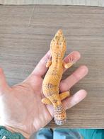 Luipaardgekko's, Dieren en Toebehoren