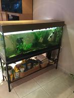 Aquarium 200 liter, Dieren en Toebehoren, Vissen | Aquaria en Toebehoren, Ophalen, Gebruikt, Gevuld zoetwateraquarium