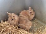 Dwergkonijntjes, Dieren en Toebehoren, Meerdere dieren, Klein, 0 tot 2 jaar