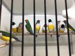 Gouldamadines, Dieren en Toebehoren, Meerdere dieren, Tropenvogel