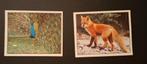 Panini. 2 stuks. Animals of the world, Boeken, Prentenboeken en Plaatjesalbums, Ophalen of Verzenden