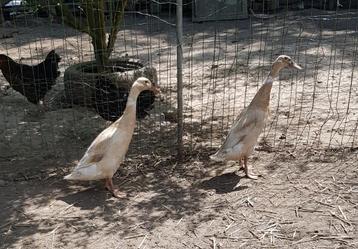 Femelles C.I, Femelle, Canard