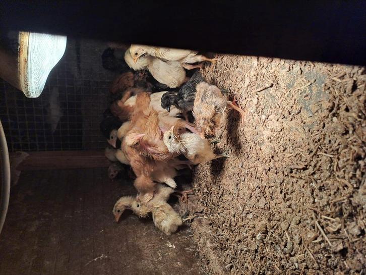 Kuikens, Dieren en Toebehoren, Overige Dieren, Meerdere dieren, Juni