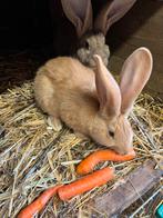 Zuiver gele vlaamse reuzen . Tentoonstellings kwaliteit., Femelle, Grand, 0 à 2 ans