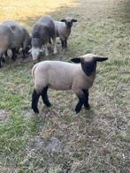 Hamshire Down schapen, Dieren en Toebehoren, Meerdere dieren, Schaap, 0 tot 2 jaar