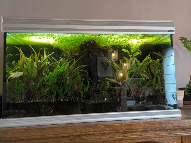 Aquarium Aquatlantis met achterwand., Dieren en Toebehoren, Vissen | Aquaria en Toebehoren, Gebruikt, Leeg aquarium, Ophalen