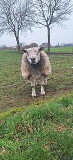 Stamboek Engelse Texel Ram, Schaap, Mannelijk, 3 tot 5 jaar