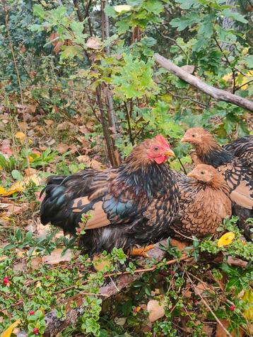 Haantje en hennetje Cochin kriel goud zwart gezoomd beschikbaar voor biedingen