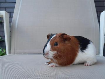 Jonge cavia's super tam, verschillende kleurtjes  beschikbaar voor biedingen