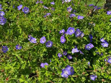 Geranium Rozanne beschikbaar voor biedingen