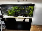 Compleet Malawi-aquarium + meubel en alle toebehoren, Dieren en Toebehoren, Ophalen, Nieuw, Gevuld zoetwateraquarium