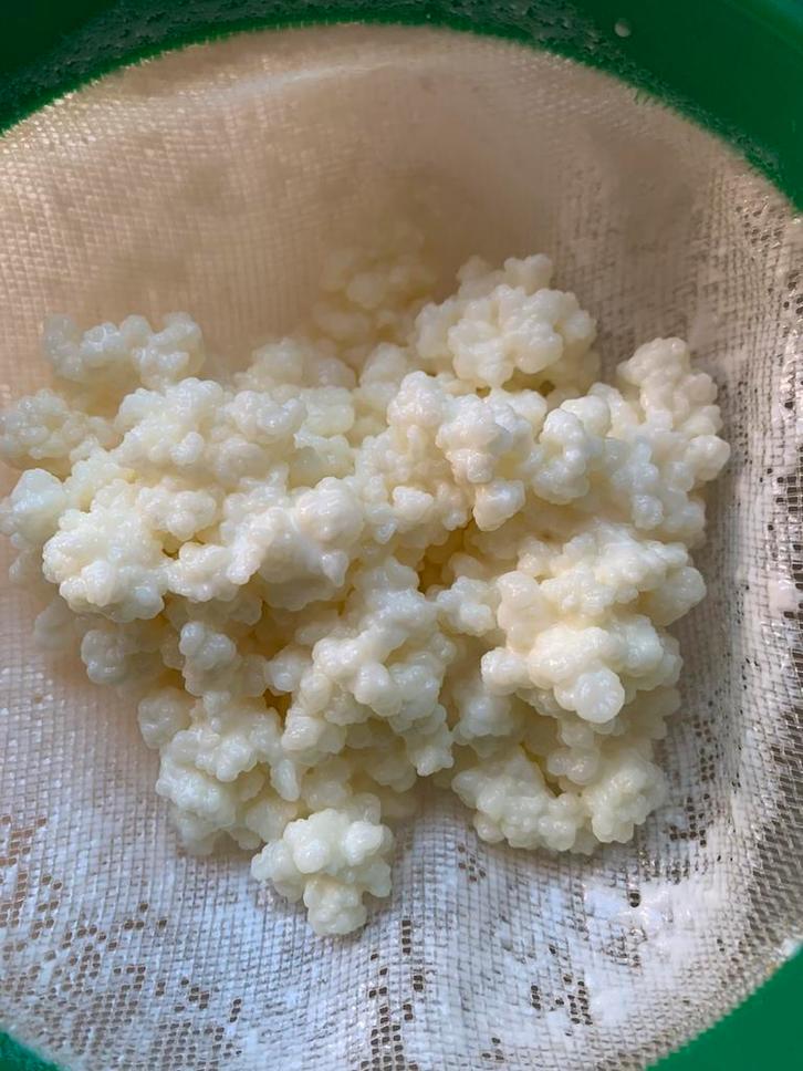 Gratis kefir, Diversen, Levensmiddelen, Ophalen