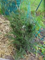 taxus struik, Tuin en Terras, Ophalen, Taxus, Struik, 100 tot 250 cm