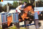 Top D springpony, Springpony, 11 jaar of ouder, Ruin, D pony (1.37m tot 1.48m)