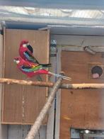 Koppel rosella, Dieren en Toebehoren