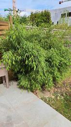 Grand bambou  à deplanter., 100 à 250 cm, Enlèvement ou Envoi, Autres espèces, Arbuste