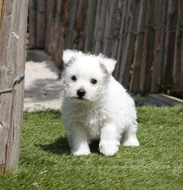 Chiots West Highland White Terrier (nés avec nous !)