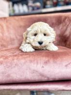 De doux chiots havanais nés chez nous, Autres races, Plusieurs, Belgique, Plusieurs animaux