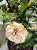 Camelia Japonica, Ophalen