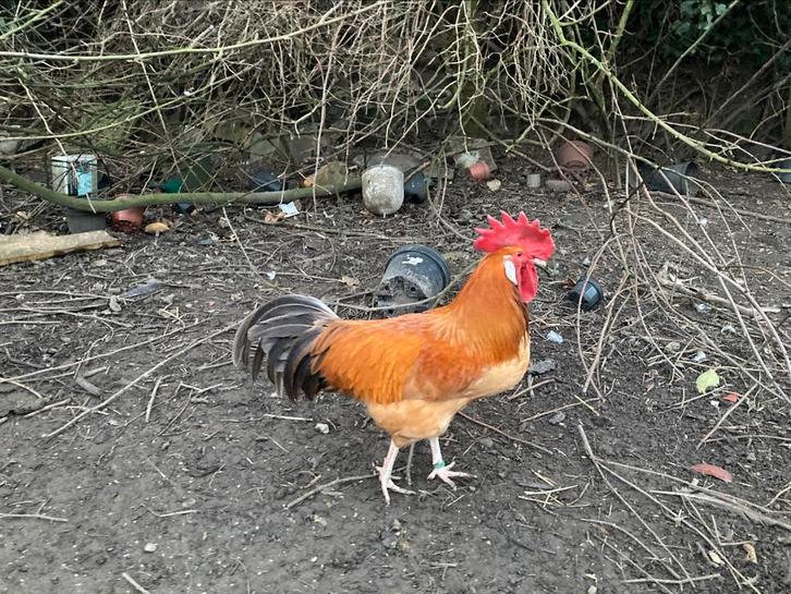Gele van Haspengouw blauwstaart, Ras kippen, Dieren en Toebehoren, Pluimvee