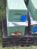 bijenvolk buckfast op 6 raams, met segeberger kast, Dieren en Toebehoren, Insecten en Spinnen, Bijen