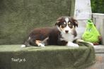 Donker Chocolat Tricolor Border Collie teefje, België, CDV (hondenziekte), 8 tot 15 weken, Teef