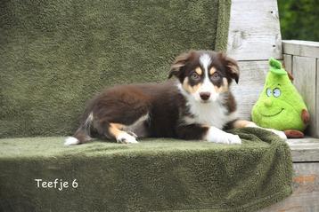 Donker Chocolat Tricolor Border Collie teefje  beschikbaar voor biedingen