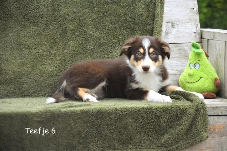 Donker Chocolat Tricolor Border Collie teefje, Dieren en Toebehoren, Honden | Herdershonden en Veedrijvers, Teef, Collie, Fokker | Professioneel