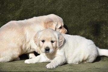 Heel mooie Golden Retriever pups  disponible aux enchères