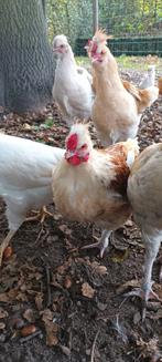 gratis haan, Janvier, Mâle