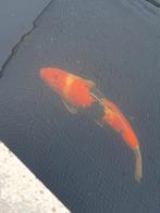 Koi 40+