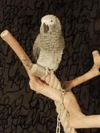 Grijze roodstaart, Sexe inconnu, Perroquet, Parleur