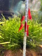 Neocaridina Davidi sp. Bloody Mary / rode garnalen, Dieren en Toebehoren, Kreeft, Krab of Garnaal, Zoetwatervis, Schoolvis