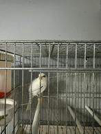 Canaris, Animaux & Accessoires, Oiseaux | Canaris