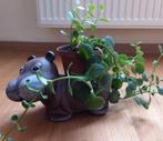Cachepot” hippopotamus”, met plant, Ophalen, In pot