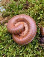 Iule / spirostreptus sp tanzanie, Ophalen, Nieuw, Overige typen
