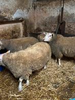 Rammen te koop, Dieren en Toebehoren, Schapen, Geiten en Varkens