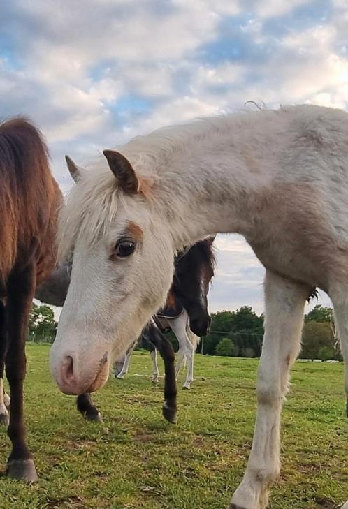 Super mooie minipaardjes aspc amhr bmpr nmprs, Dieren en Toebehoren, Pony's, Merrie, Niet van toepassing, A pony (tot 1.17m), 3 tot 6 jaar