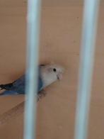 Roseicollie man bewezen, Dieren en Toebehoren