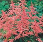 Astilbe en Centranthus, Ophalen of Verzenden, Vaste plant