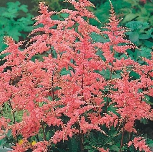 Astilbe en Centranthus, Tuin en Terras, Planten | Tuinplanten, Vaste plant, Ophalen of Verzenden