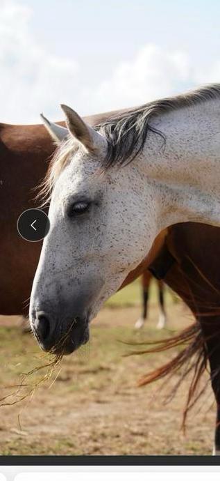 Merrie met goeie bloedlijn, Animaux & Accessoires, Chevaux, Jument, Débourré, Vermifugé