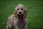 Cockapoo pups abricoos en chocobruin kleurig, Dieren en Toebehoren, Honden | Niet-rashonden, België, 8 tot 15 weken, Meerdere
